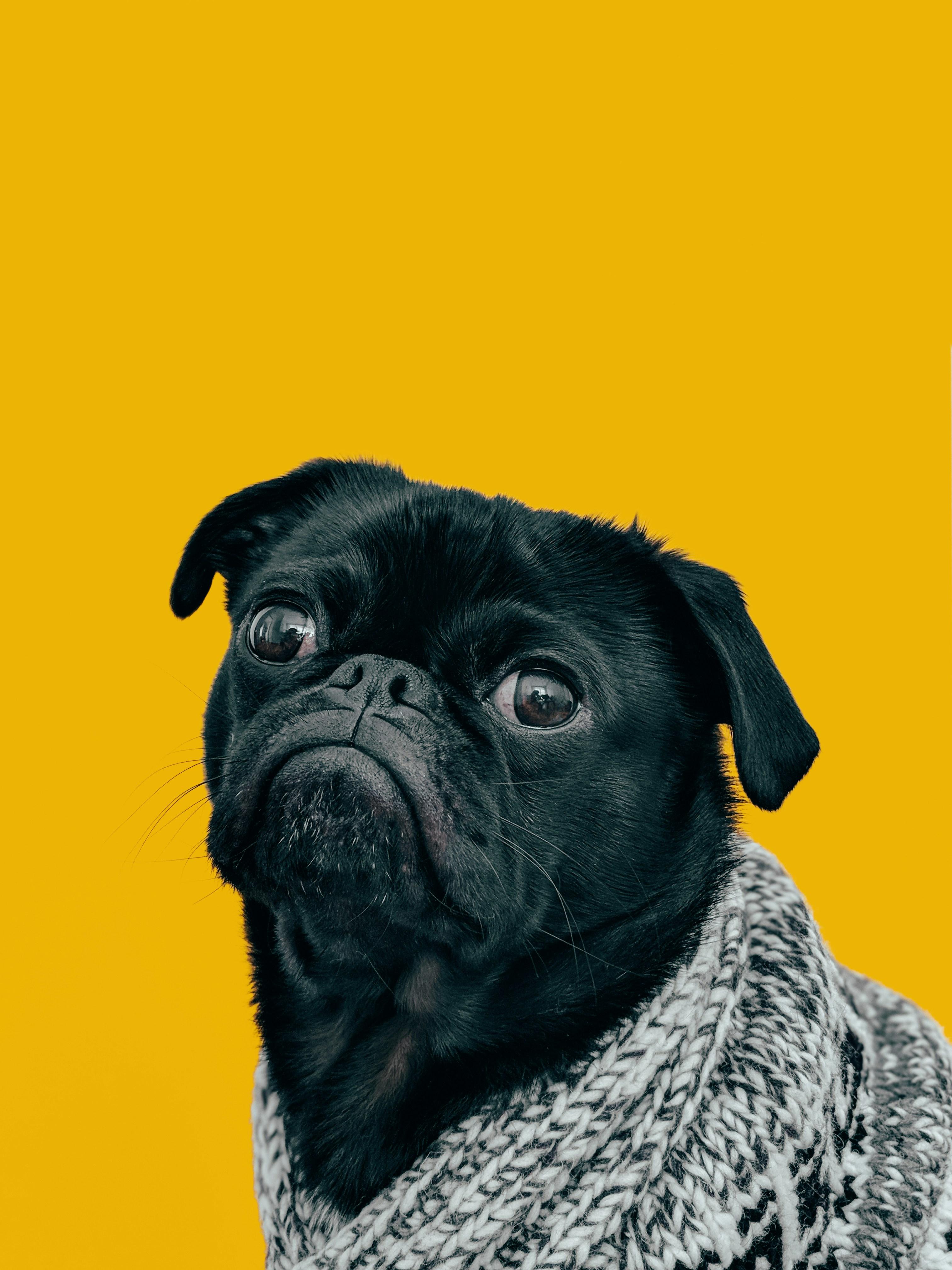 Tail-Wagging Destinations: Redeeming Points for Pet-Friendly Getaways