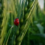 How to Earn More Points with Bonus Categories