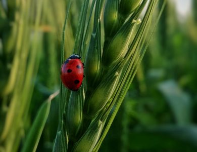 How to Earn More Points with Bonus Categories