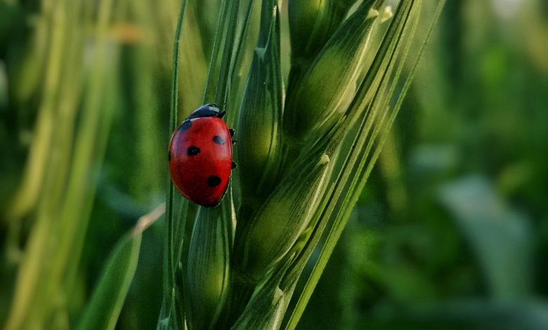 How to Earn More Points with Bonus Categories