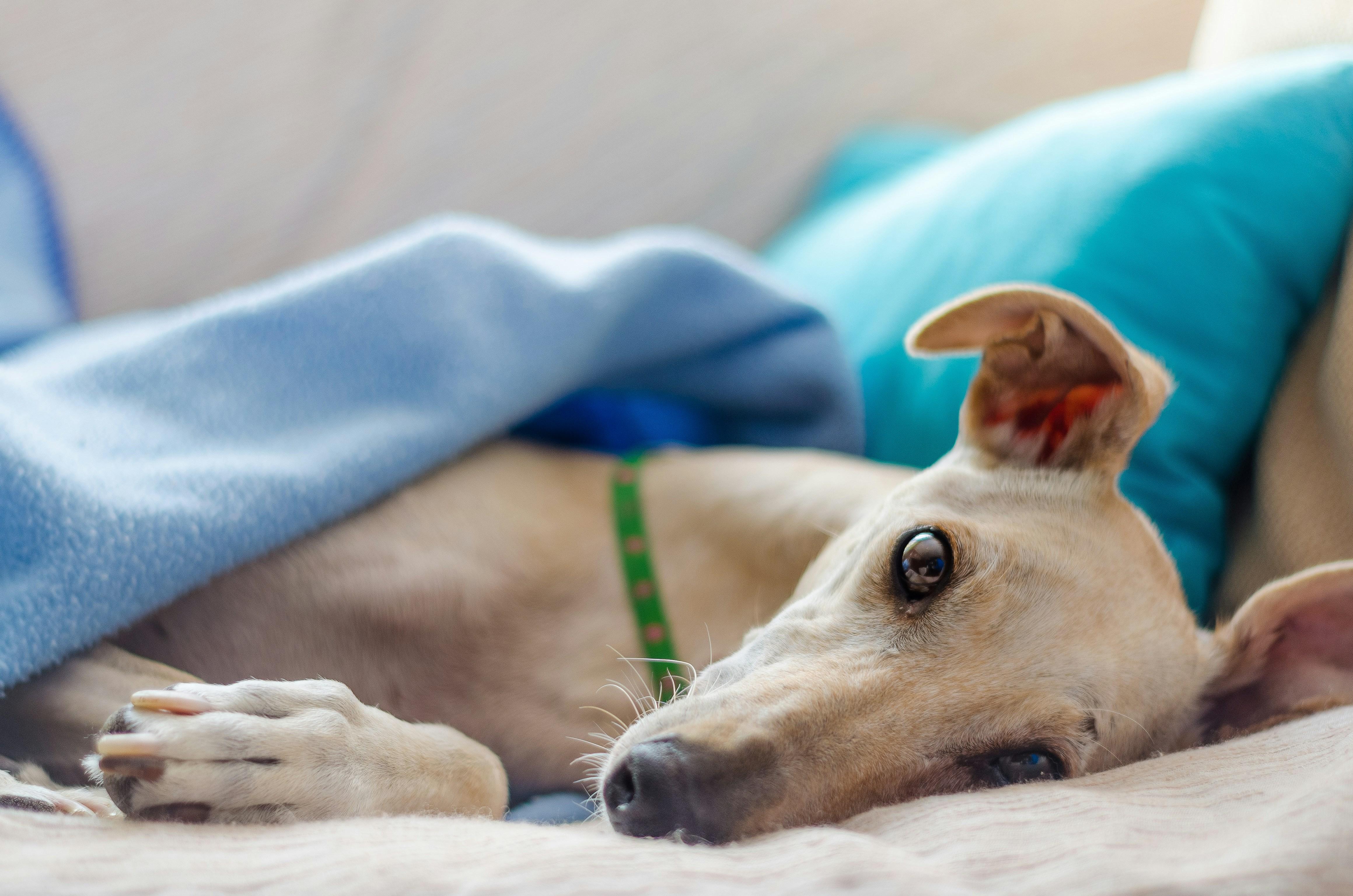 Leveraging Loyalty Programs for Optimal Savings