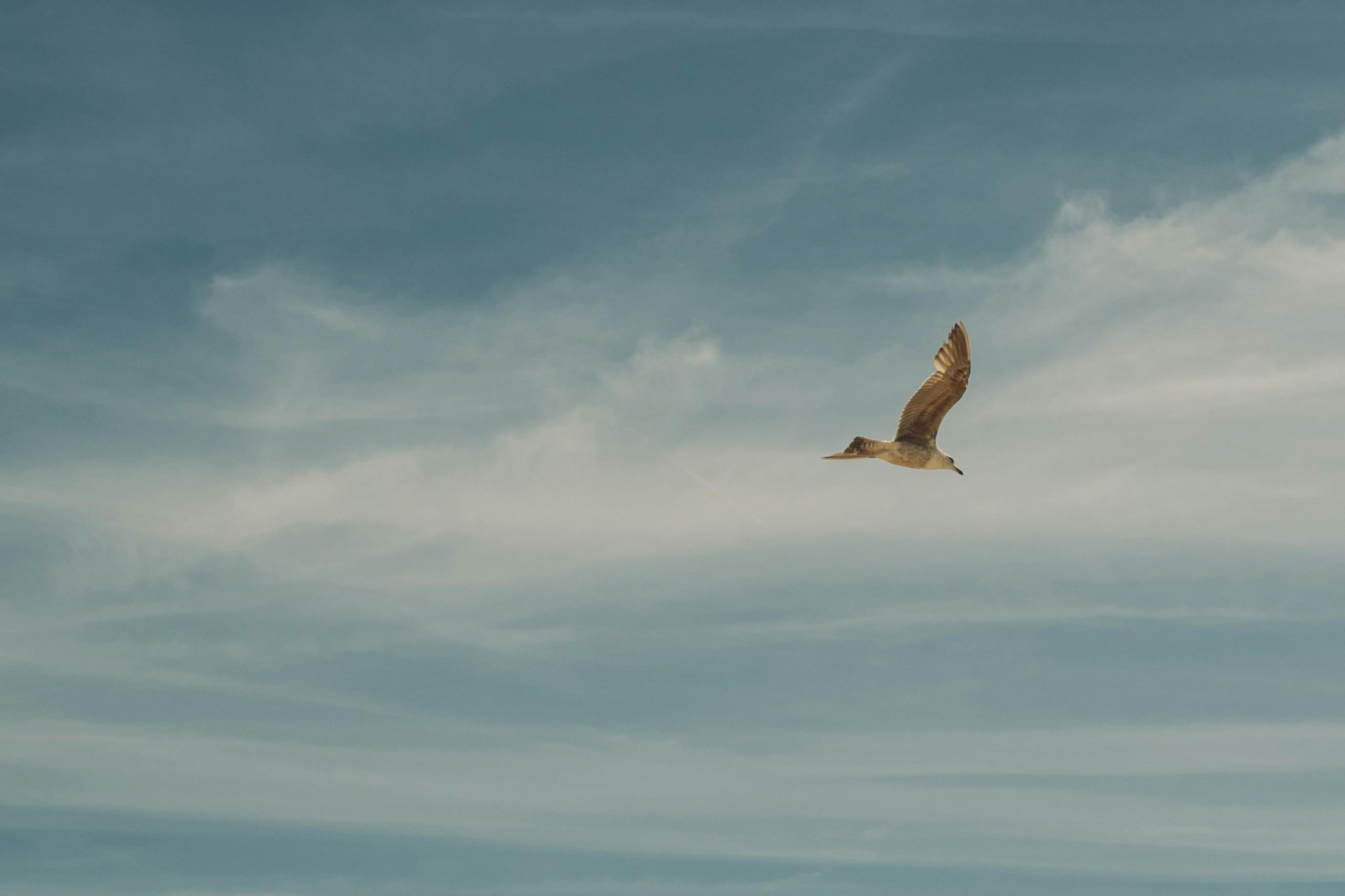Navigating the Fine Print ⁢of Free Flights