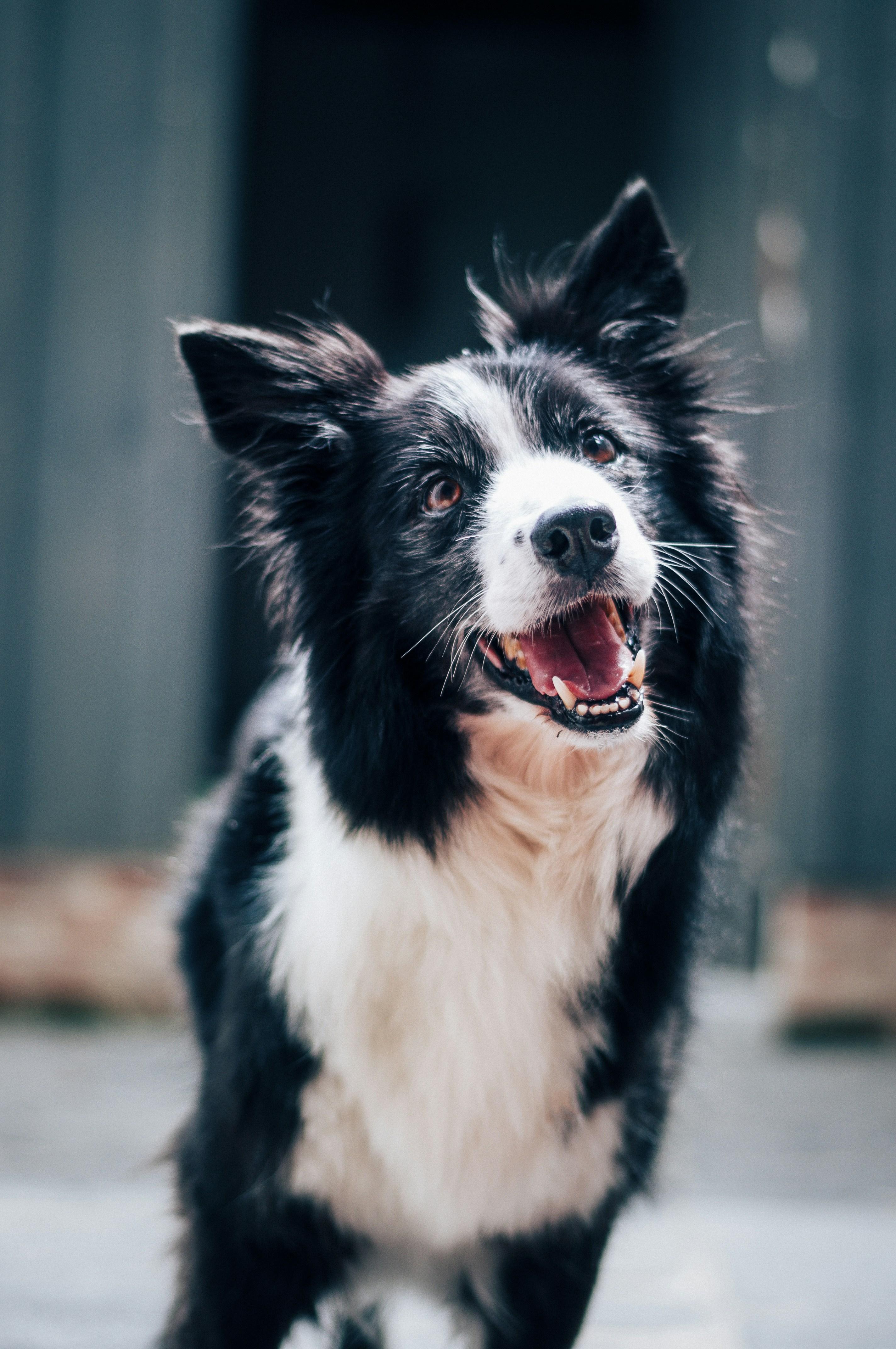 Maximizing Rewards for Your Furry Companions Comfort