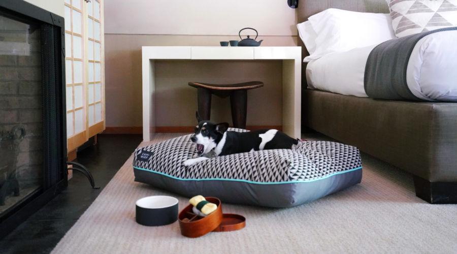 Insider Tips for Booking Pet-Friendly Stays with Points